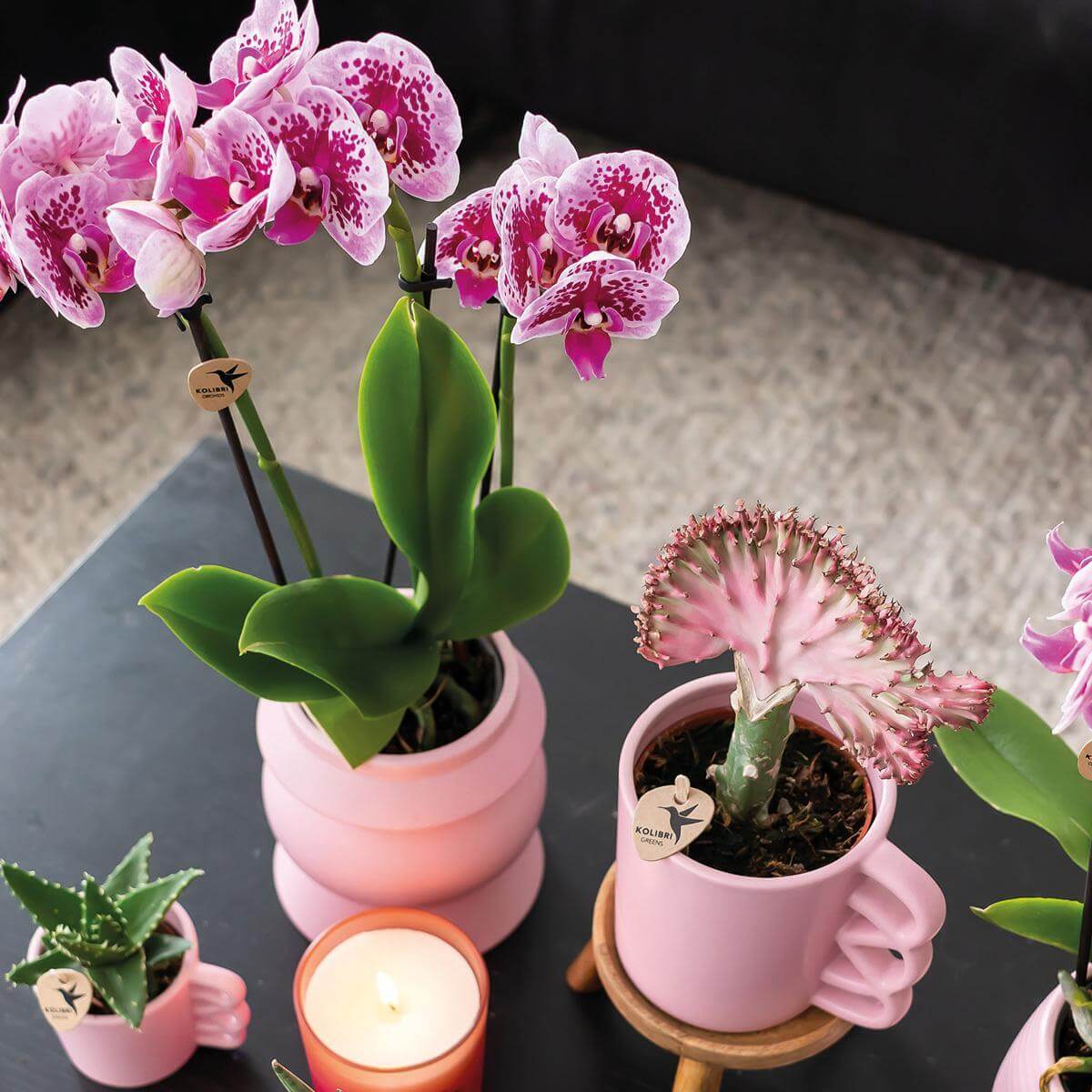 Twee roze paarse Phalaenopsis orchideeën in roze potten met cactussen, kaars en andere planten op een zwarte tafel.