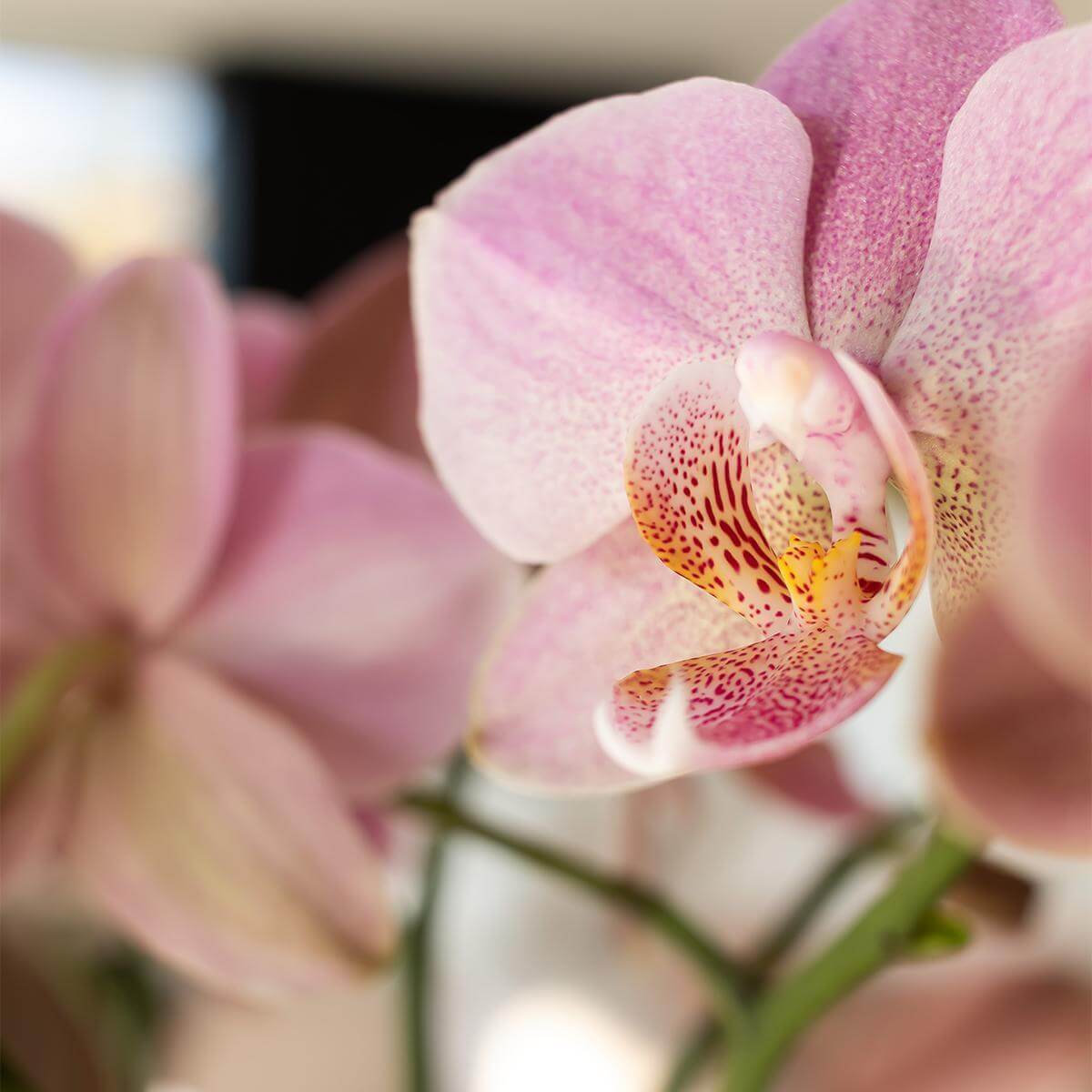 Oudroze phalaenopsis orchidee, kamerplant in bloei, dichtbijbeeld van delicate bloemblaadjes en een potmaat Ø12cm.