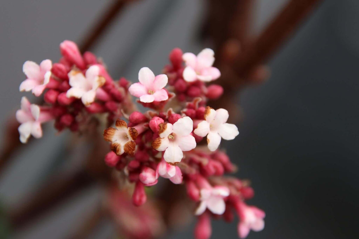 Close-up of pink Viburnum bodn. 'Dawn' flowers, a winterharde, wintergroene plant blooming from January to March. Ideal for gardens and balconies.