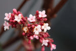 Close-up of pink Viburnum bodn. 'Dawn' flowers, a winterharde, wintergroene plant blooming from January to March. Ideal for gardens and balconies.