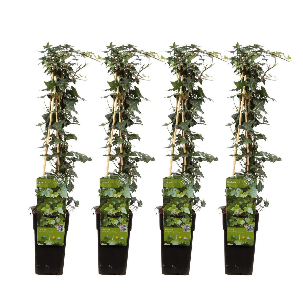 Four Hedera helix plants in pots, each 65cm tall and 15cm in diameter, ideal winter-hardy and evergreen climbing plants for easy maintenance