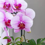 Roze Phalaenopsis Niagara Fall orchidee met grote bloemen en luxe uitstraling in potmaat Ø9cm, perfecte bloeiende kamerplant en cadeau.