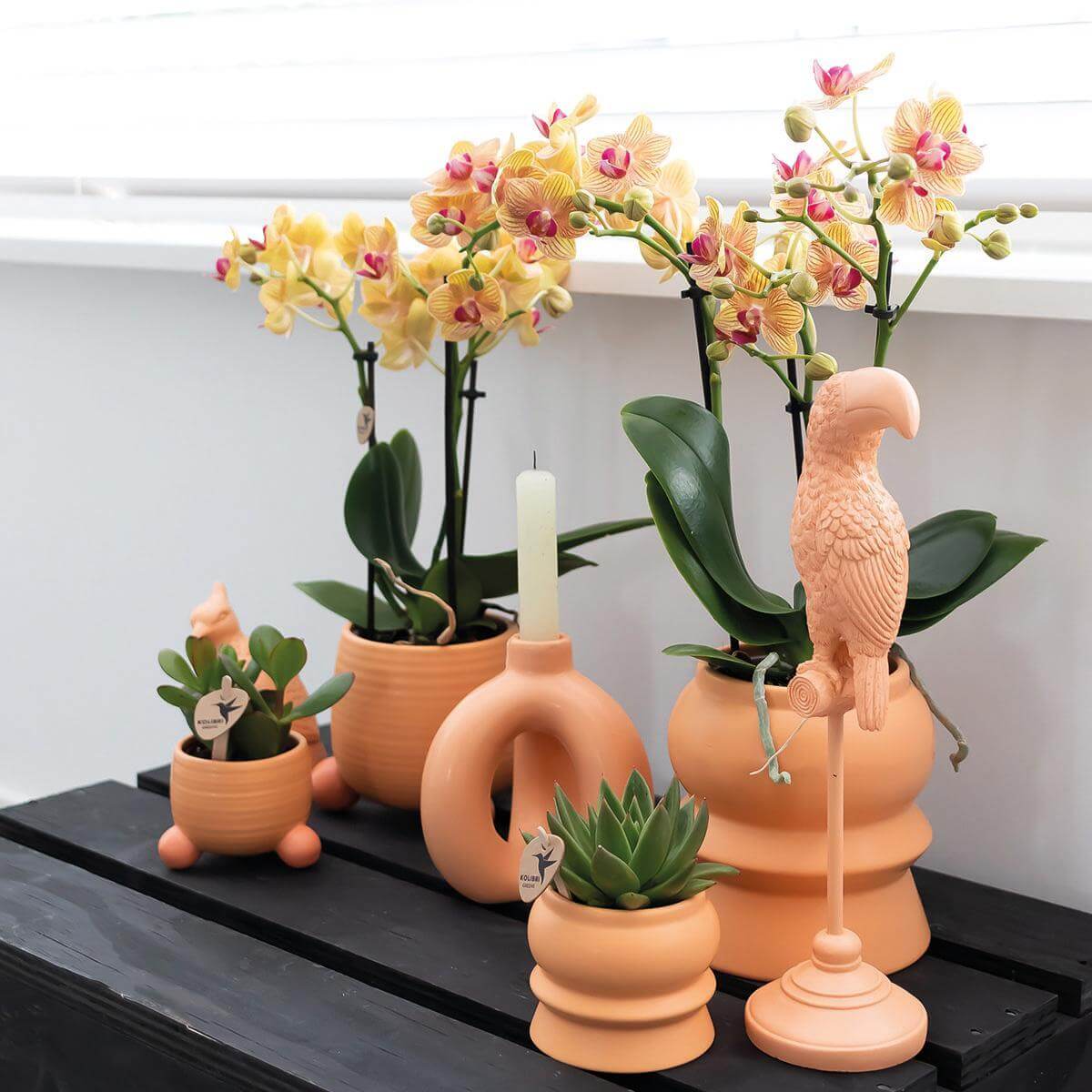 Oranje Phalaenopsis orchidee in perzik sierpot naast andere decoratieve planten en accessoires op zwarte plank.