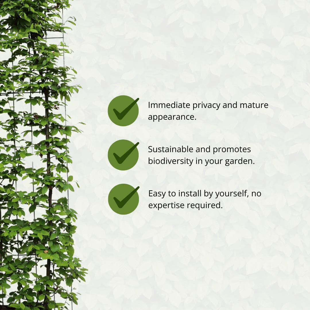 Carpinus Betulus Beukenhaag Features - Immediate privacy, sustainability, easy installation