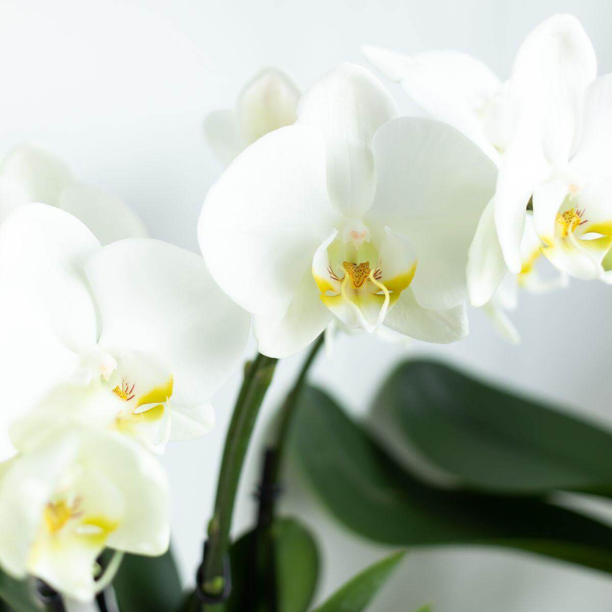 Witte Phalaenopsis orchidee bloemen in volle bloei, deel van de Complete plantenset Sanctuary voor een kalm en rein interieur.