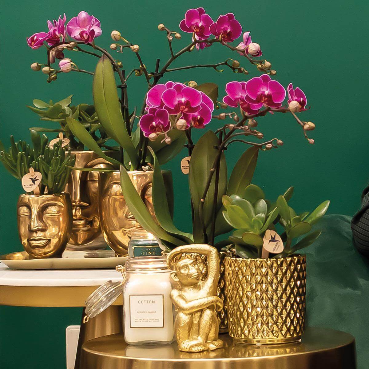 Kolibri paarse Phalaenopsis orchidee in gouden Diamond sierpot op tafel, versierd met groene vetplanten en kaars voor chique interieur