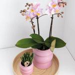 Twee roze Phalaenopsis orchideeën in roze potten op een ronde houten schaal, ideale bloeiende kamerplant voor kleur in huis.