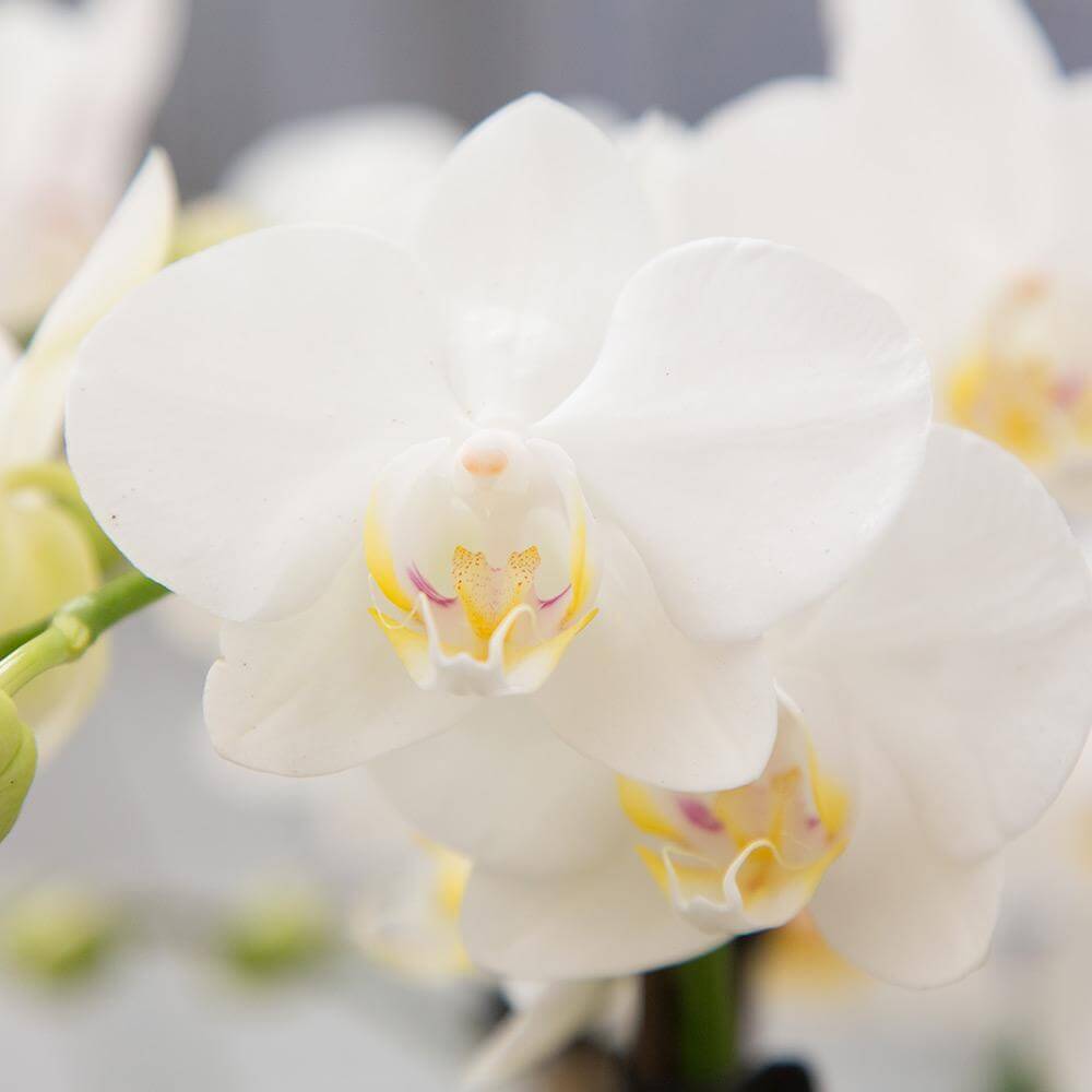 Witte Phalaenopsis Orchidee Amabilis close-up in stijlvolle planten set van Kolibri Company Giftset Inner Retreat.