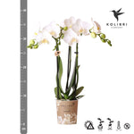 Witte Phalaenopsis Orchidee Amabilis in 9cm pot van Kolibri Orchids, bloeiende kamerplant voor elk interieur. Vers van de kweker.