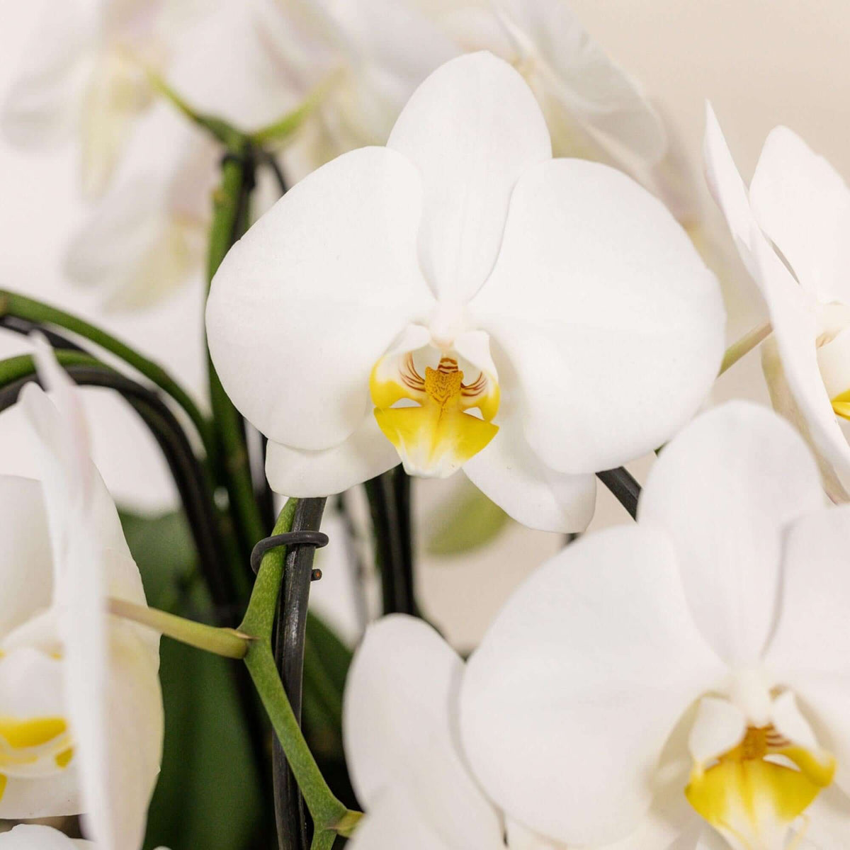 Drie gebogen witte Kolibri Orchids in een Mono Bouquet met waterreservoir voor zelfvoorziening, in een katoenen mandje.