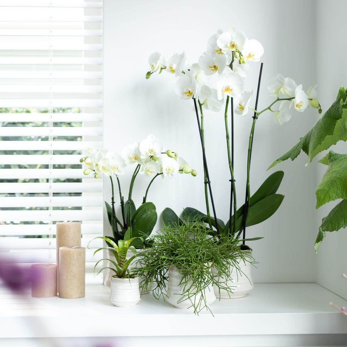 Witte Phalaenopsis orchidee Dame Blanche - grote witte bloemen in een potmaat van 12 cm, bloeiende kamerplanten die luxe aan elk interieur toevoegen.