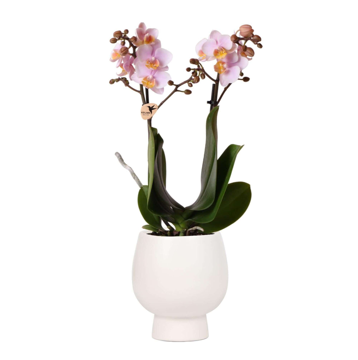 Roze Phalaenopsis orchidee in witte sierpot Ø9cm, 40cm hoog, bloeiende kamerplant - vers van de kweker