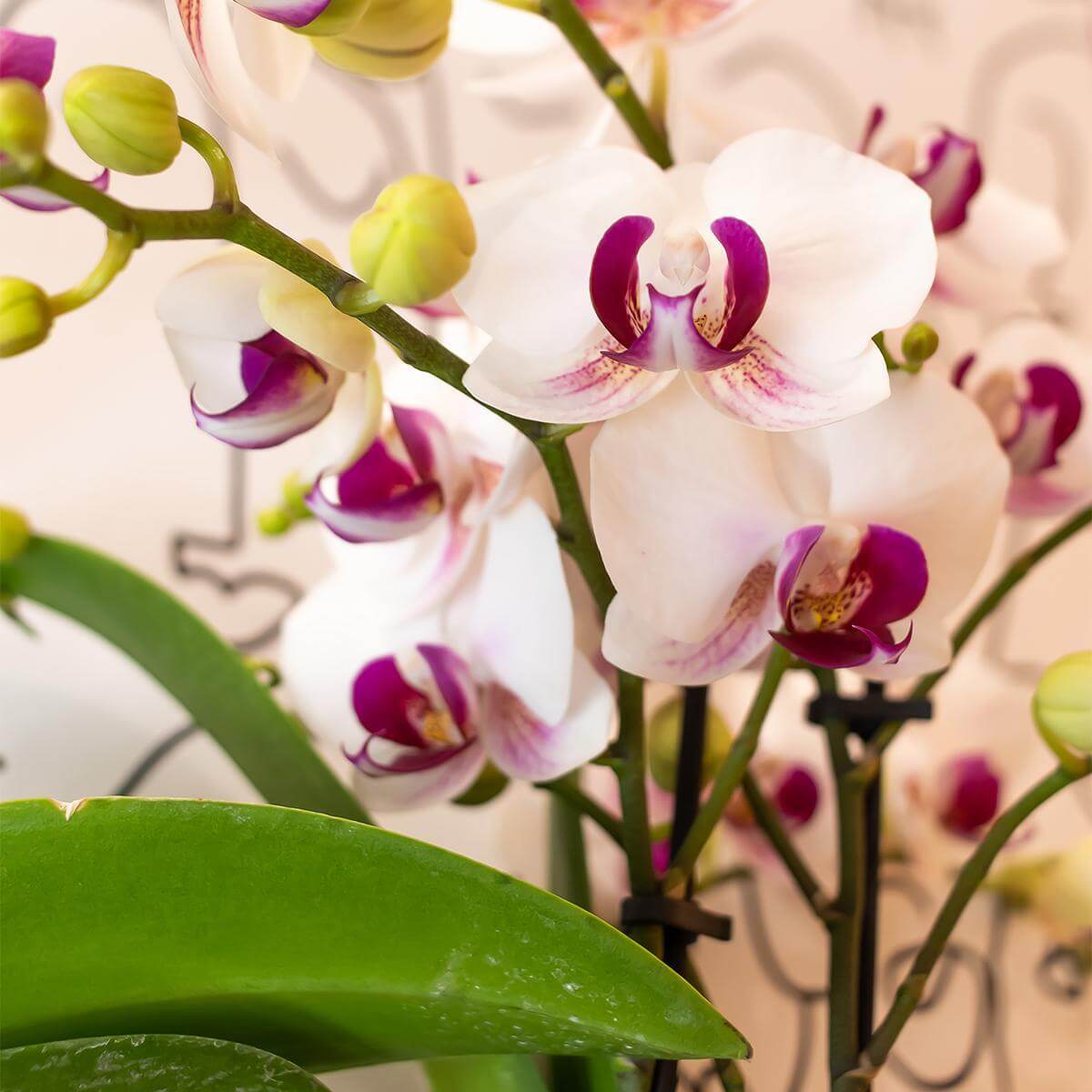 Witte Phalaenopsis orchidee met helder rood hart en veel kleine bloemen, close-up van bloeiende kamerplant zonder sierpot, potmaat Ø9cm