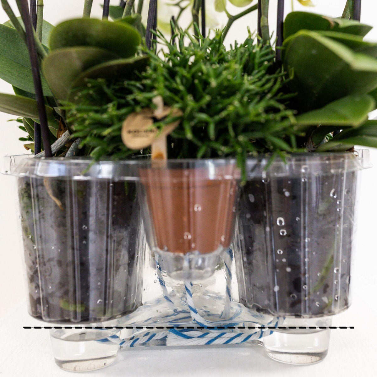 Kolibri Orchids en groene planten met waterreservoir in een doorzichtige pot