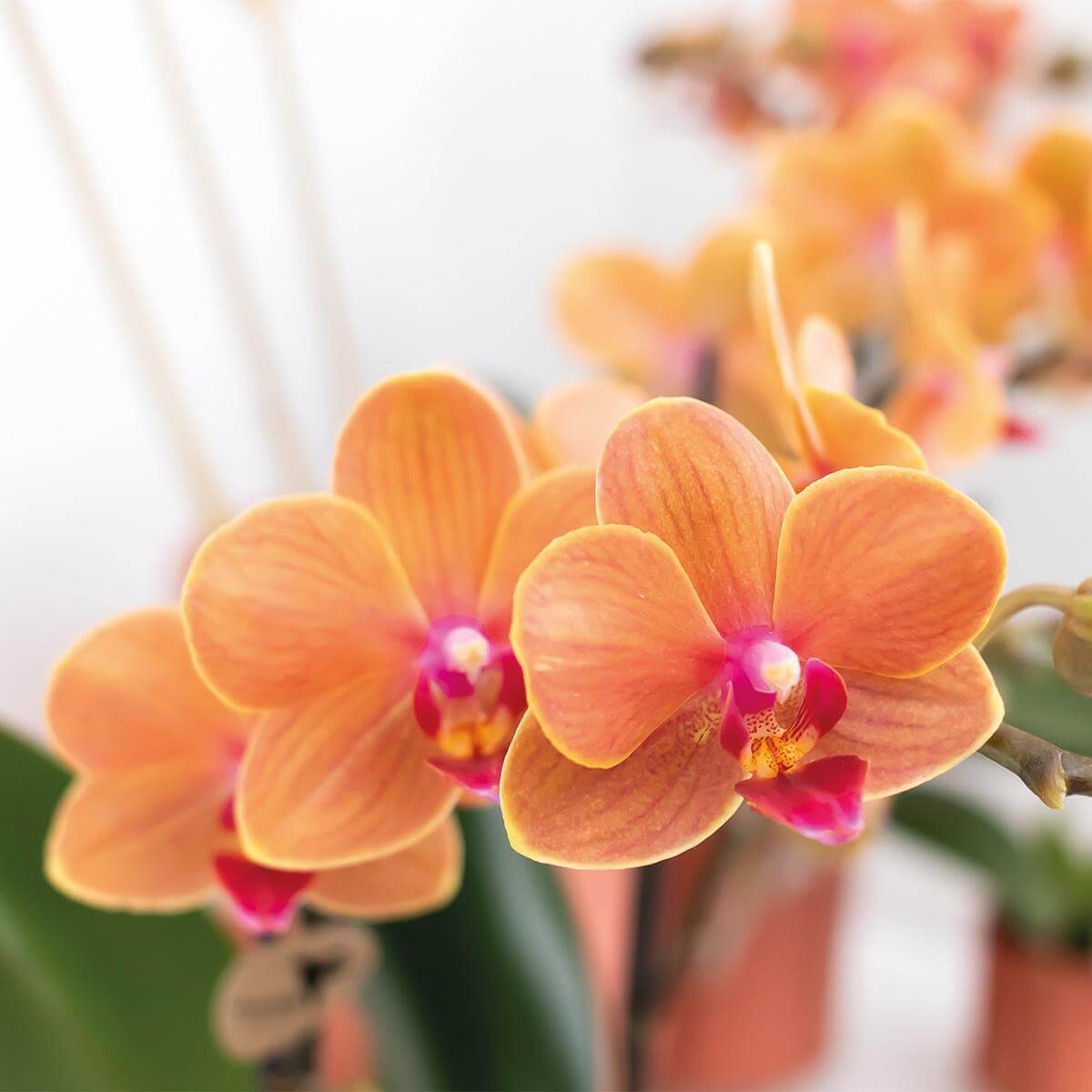 Oranje Phalaenopsis orchidee in bloei zonder sierpot, potmaat Ø9cm, fel oranje bloemen, Kolibri Orchids, sfeervolle kamerplant.