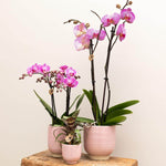 Prachtige Kolibri Planten set Love met roze Phalaenopsis Orchidee, Succulent en Hoya Kerrii in keramieken sierpotten, ideaal als Valentijnscadeau.