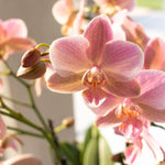 Oudroze Phalaenopsis orchidee in bloei in een Treviso pot Ø12cm, mooie kamerplant vers van de kweker.