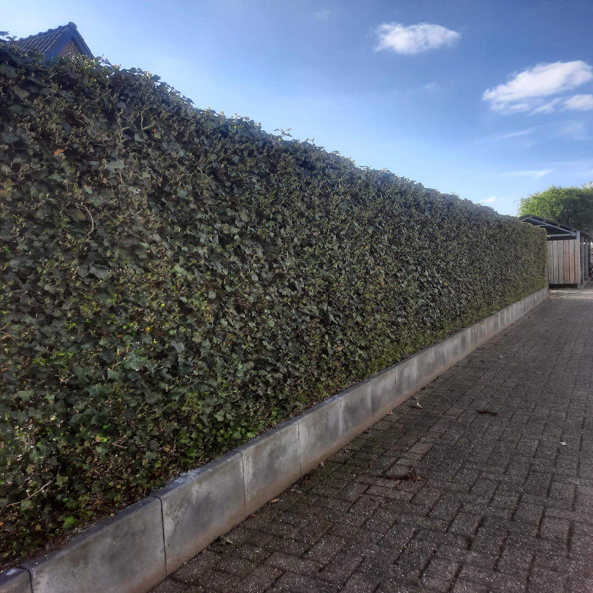 Dense Hedera hibernica hedge, 150-175cm tall, along a paved walkway under a clear sky, showcasing a winterharde and wintergroene plant.