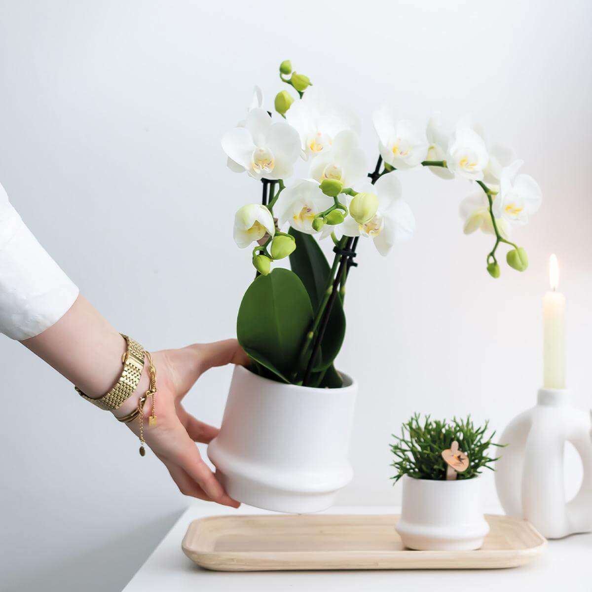 Hand plaatst een witte Phalaenopsis orchidee in een witte sierpot, naast een kaars en groene decoratie op een dienblad.