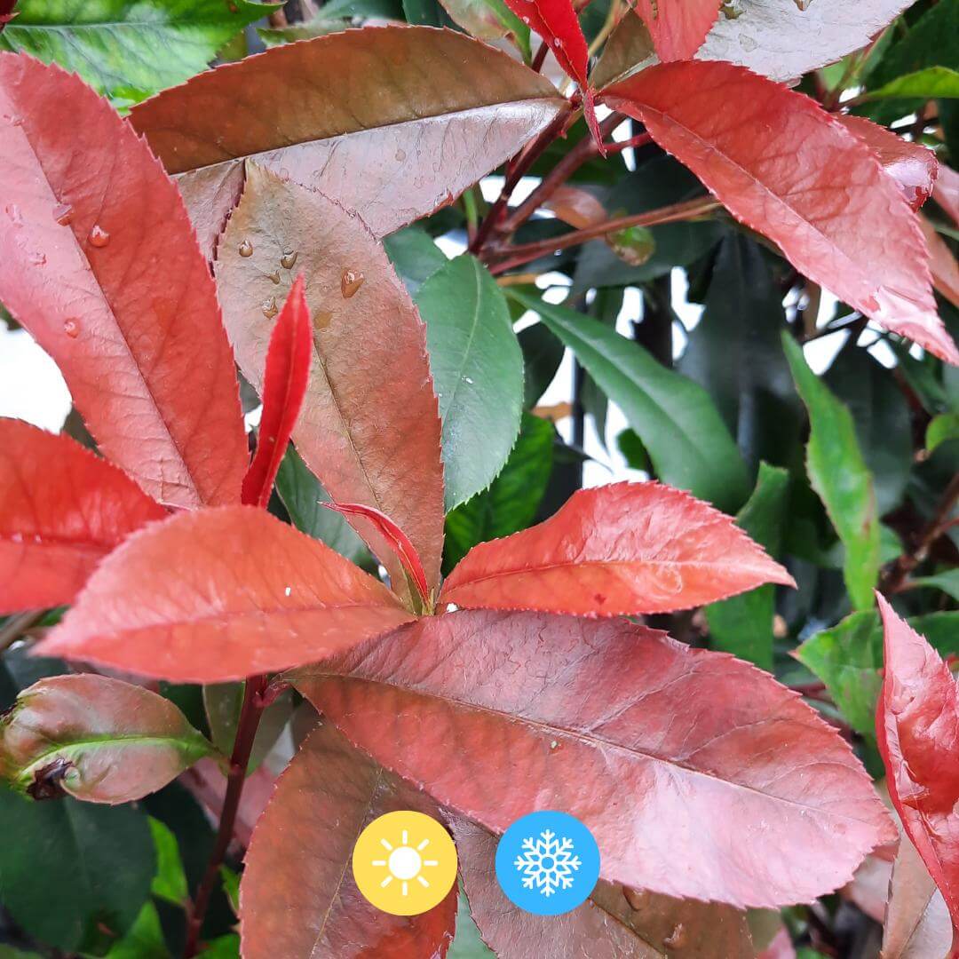 Close-up of Photinia Fraseri 'Carré Rouge' with vibrant red leaves, a winterharde and wintergroene plant suitable for all seasons.