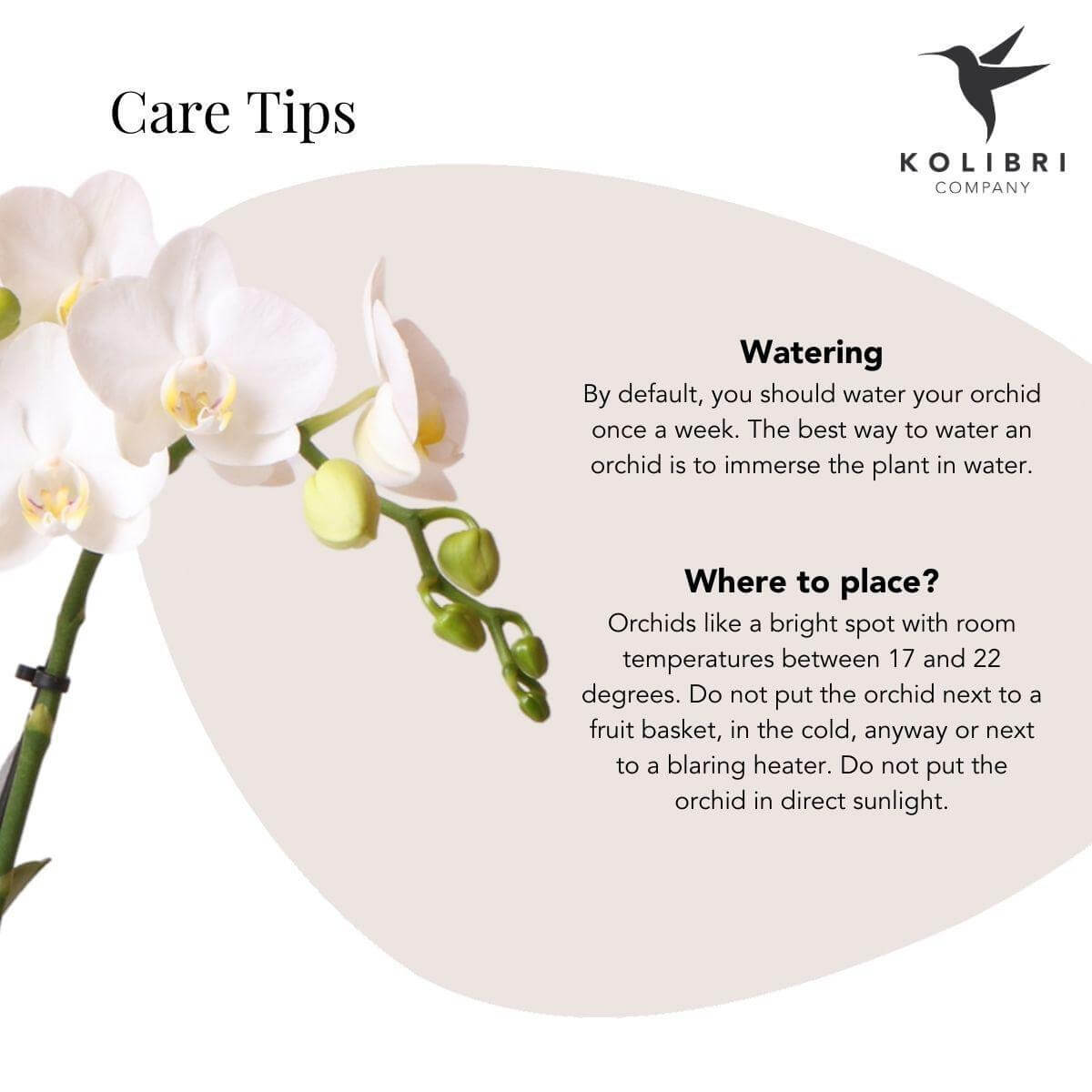 Tips voor het verzorgen van witte phalaenopsis orchidee door Kolibri Company - water geven en ideale plaatsing uitleg.