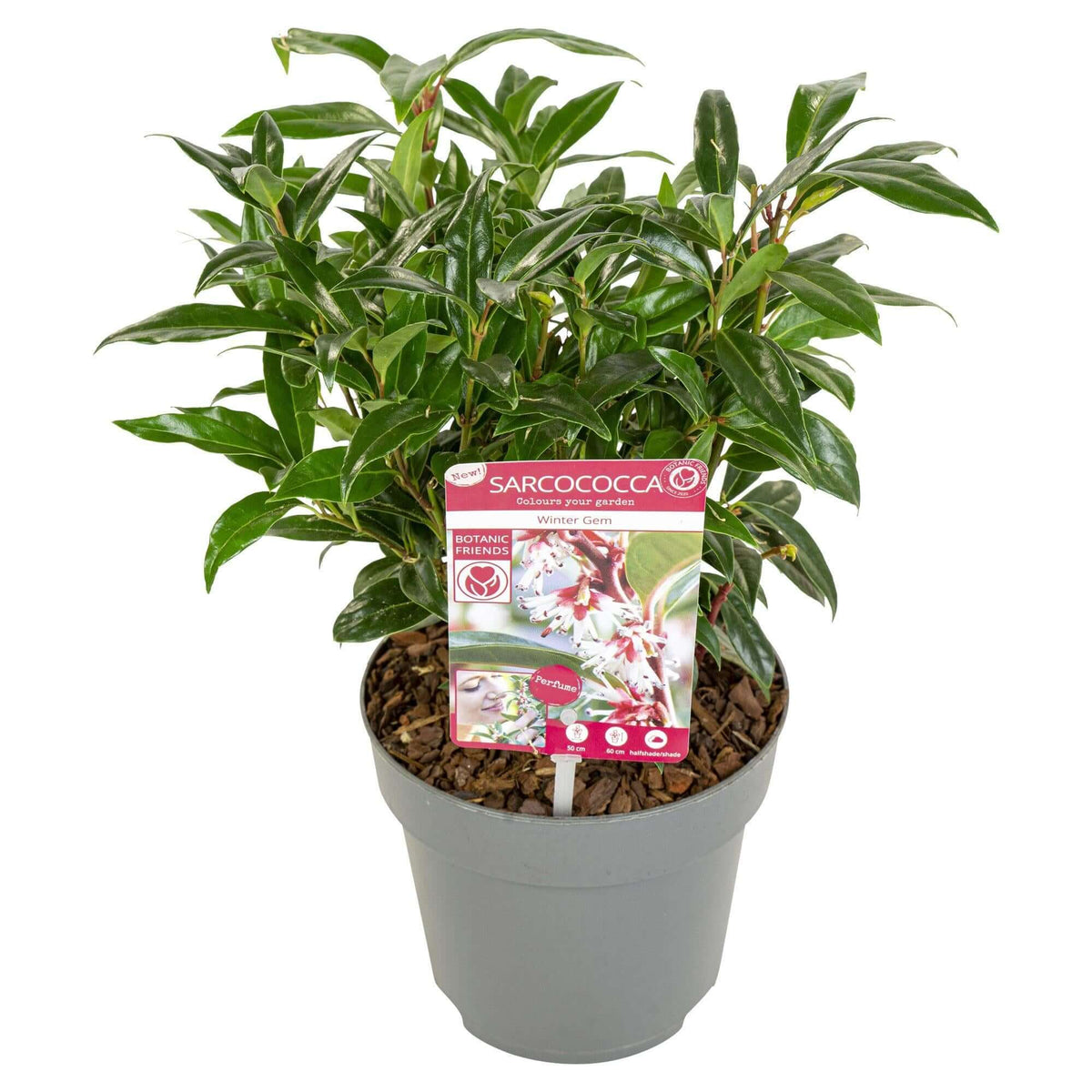 Sarcococca h. 'Winter Gem'® wintergroene plant in grijze pot - winterharde plant voor schaduwrijke plekken met zoetgeurende bloemen