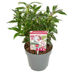 Sarcococca h. 'Winter Gem'® wintergroene plant in grijze pot - winterharde plant voor schaduwrijke plekken met zoetgeurende bloemen