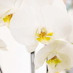 Witte Kolibri Orchideeën close-up met delicate bloemblaadjes en gele accenten