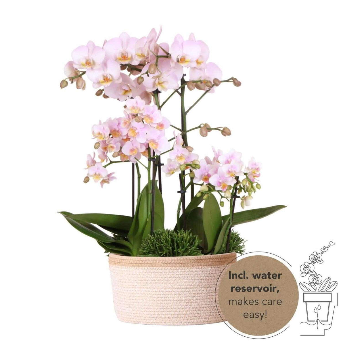 Kolibri Orchids roze plantenset in katoenen mand met zelfvoorzienend waterreservoir en drie Kolibri Greens, eenvoudig onderhoud.