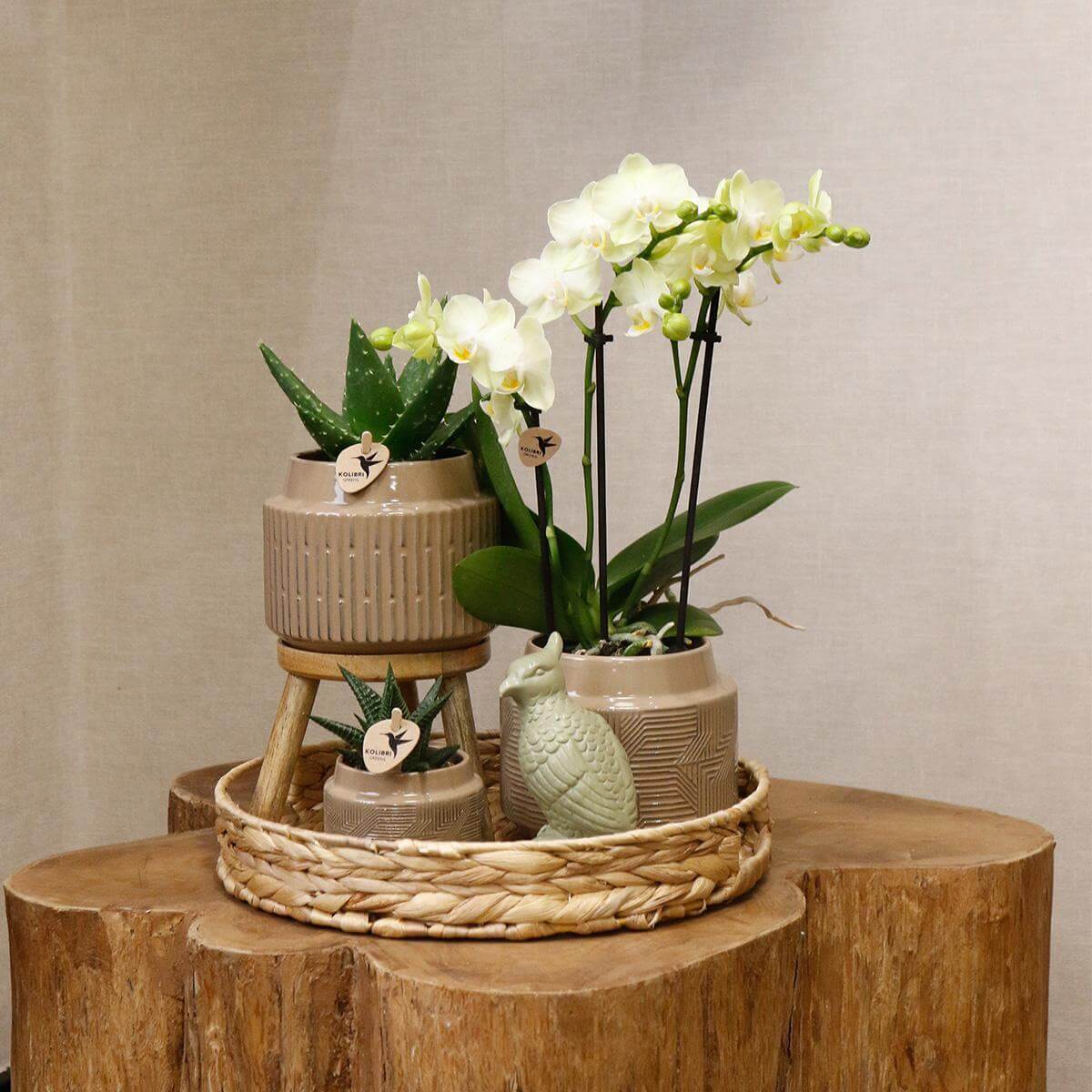 Gift set Jungle met witte Phalaenopsis Orchidee en groene planten in keramieken sierpotten op een houten tafel