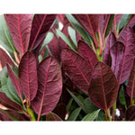 Red foliage of Rhododendron 'Wine & Roses'® showcasing vibrant winterharde and wintergroene leaves