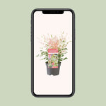 Nandina dom. 'Twilight' plant in pot displayed on smartphone screen, ideal winterharde plant for gardens and air purification