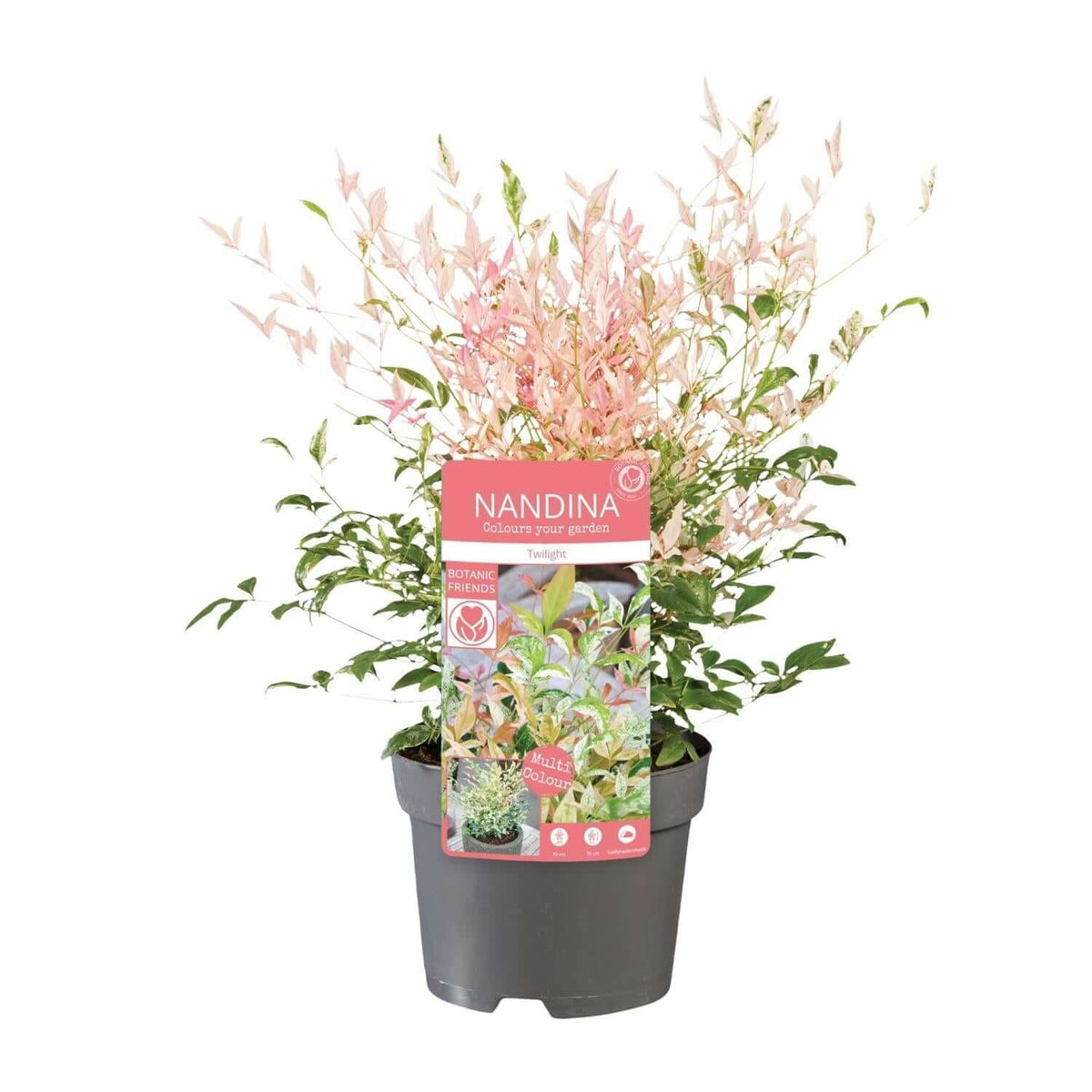 Nandina domestica 'Twilight' in a 19cm pot, a winterharde and wintergroene plant known as heavenly bamboo, perfect for air purification and gardens.