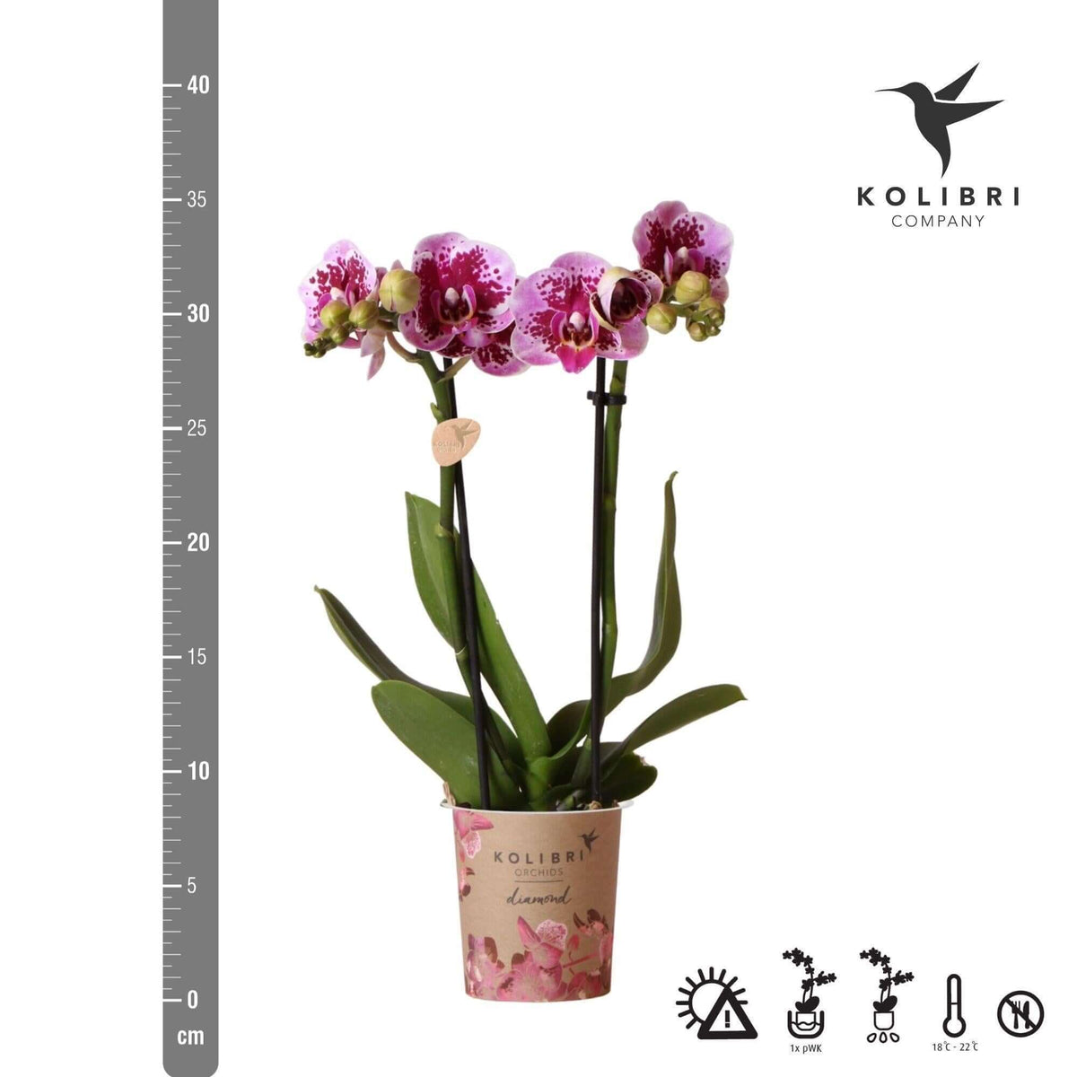 Roze paarse phalaenopsis orchidee Diamond lijn in potmaat Ø9cm, bloeiende kamerplant van Kolibri Orchids, vers van de kweker in El Salvador