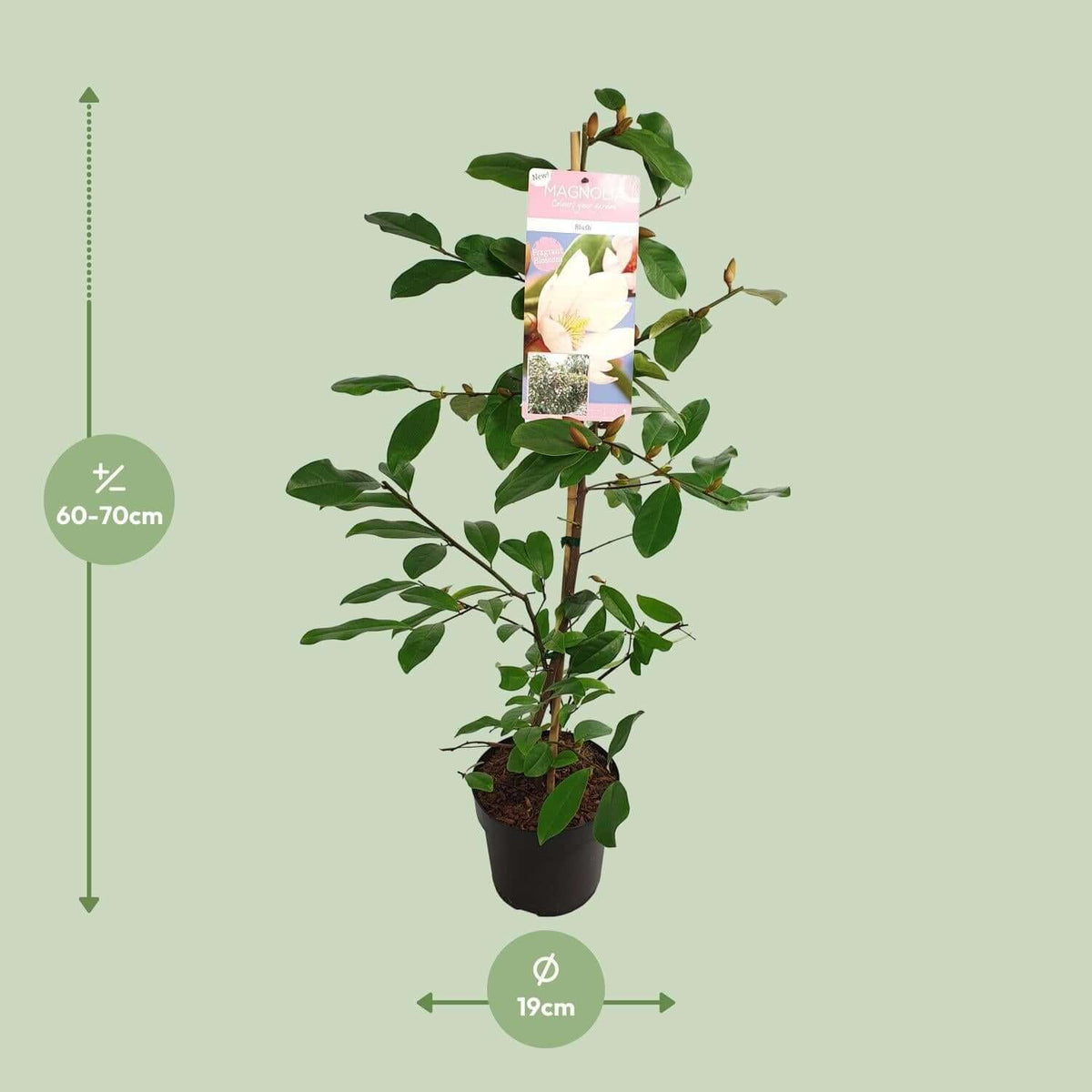 Michelia Fairy Magnolia Blush - Ø19 - ↨70cm