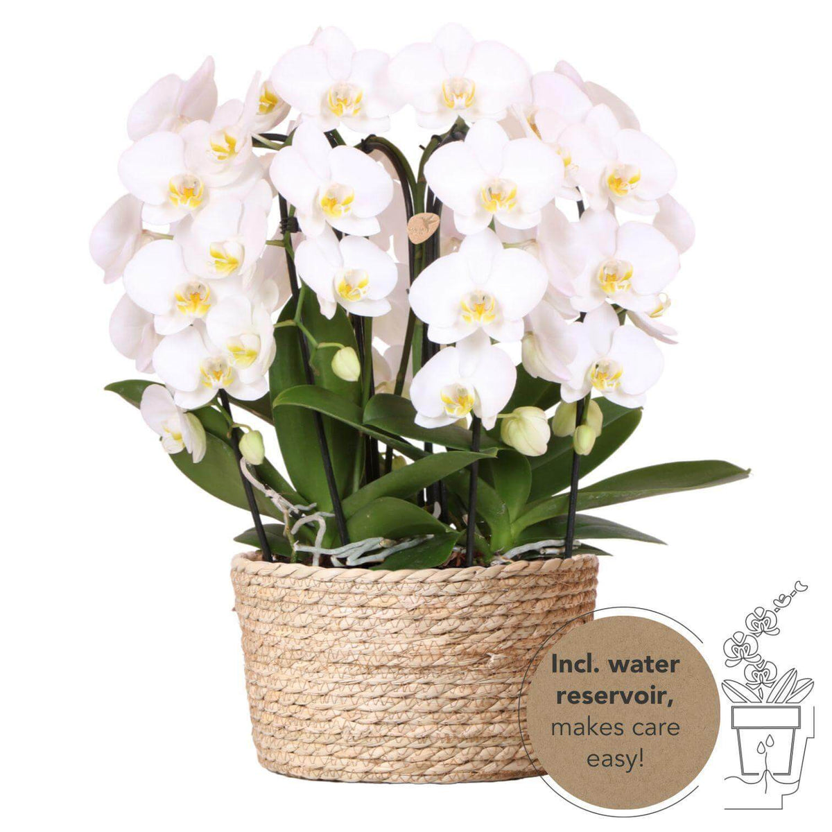 Kolibri Orchids witte set in mand met waterreservoir, drie gebogen witte orchideeën Niagara Fall 12cm.