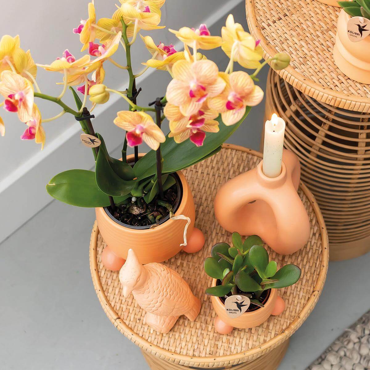 Oranje Phalaenopsis orchidee in perzikkleurige sierpot op ronde rotantafel, naast een kaars en decoratie, binneninterieur.