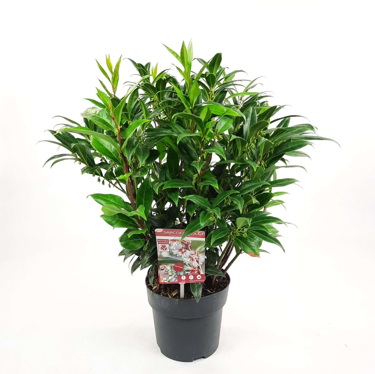 Sarcococca h. 'Winter Gem'® in pot - 25cm tall and 19cm wide, winterharde wintergroene plant for shady spots with fragrant winter blooms.