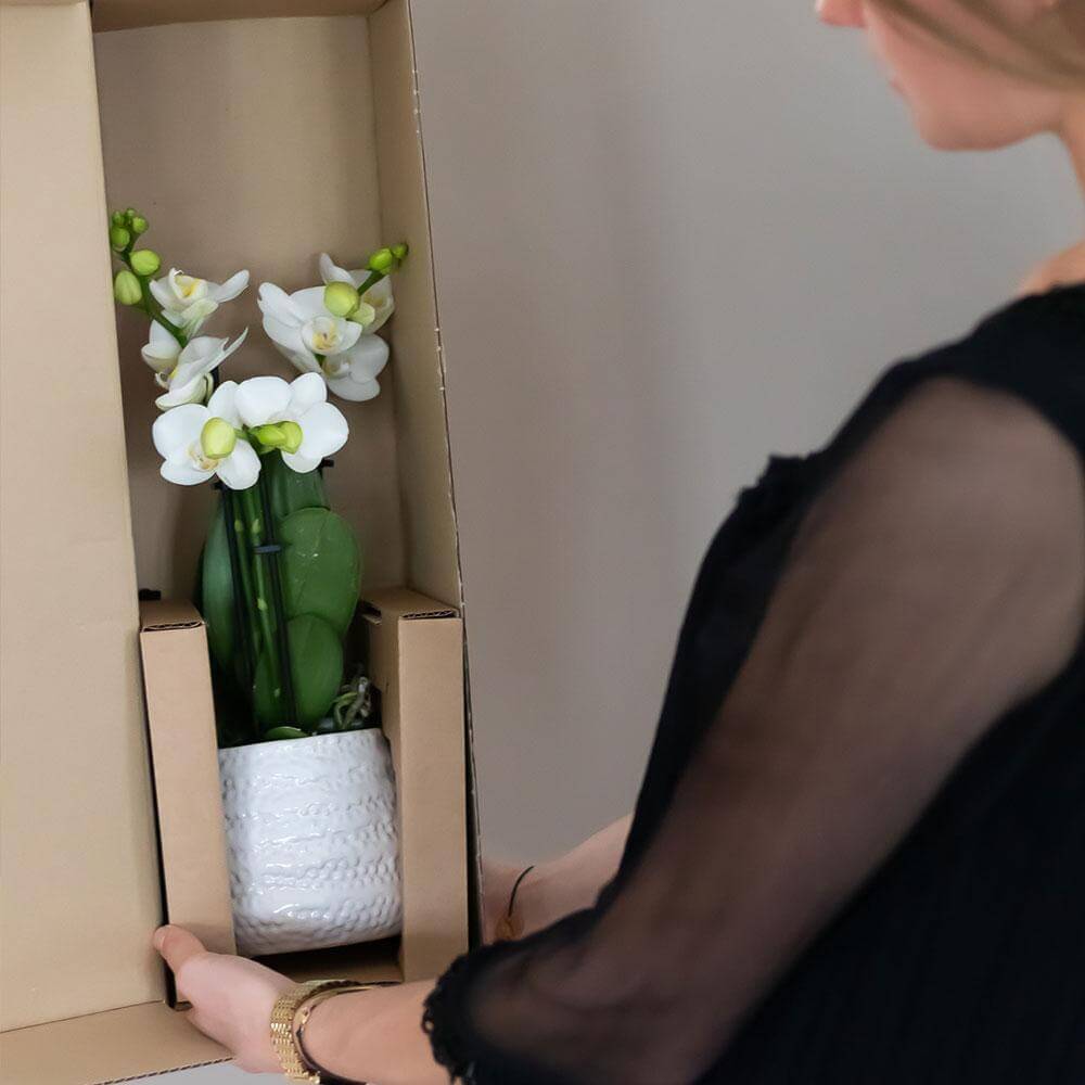 Vrouw met witte Phalaenopsis orchidee in een decoratieve pot, ingepakt in een doos, klaar voor levering.