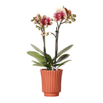 Geel rode phalaenopsis orchidee Spain in een terracotta sierpot met Ø9cm potmaat en 40cm hoogte, perfect bloeiende kamerplant.