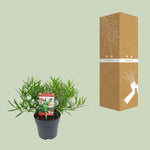 Sarcococca Saligna plant in black pot next to labeled shipping box for delivery, ideal winterharde and wintergroene plant for coastal gardens.