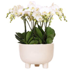 Drie witte orchideeën in een natuurlijke rieten schaal met ingebouwd waterreservoir uit de Kolibri Jewel collectie.