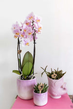 Roze Phalaenopsis orchidee met potmaat 9cm en andere kamerplanten in sierpotten voor kleurrijke interieurdecoratie.