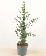 Eucalyptus Cinerea Silver Dollar 17cm Pyramid - Ø17cm - ↕65cm, winterharde wintergroene plant perfect for winter gardens