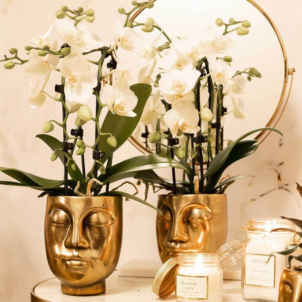 Witte Phalaenopsis Niagara Fall orchideeën in gouden potten, luxe kamerplant vers van de kweker, ideaal als cadeau.