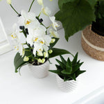 Witte Phalaenopsis orchidee Niagara Fall in pot van Ø12cm naast groene vetplant op dressoir.