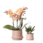 Planten set met geurende Phalaenopsis orchidee en groene Succulent Aloë Brevifolia in zandkleurige sierpotten