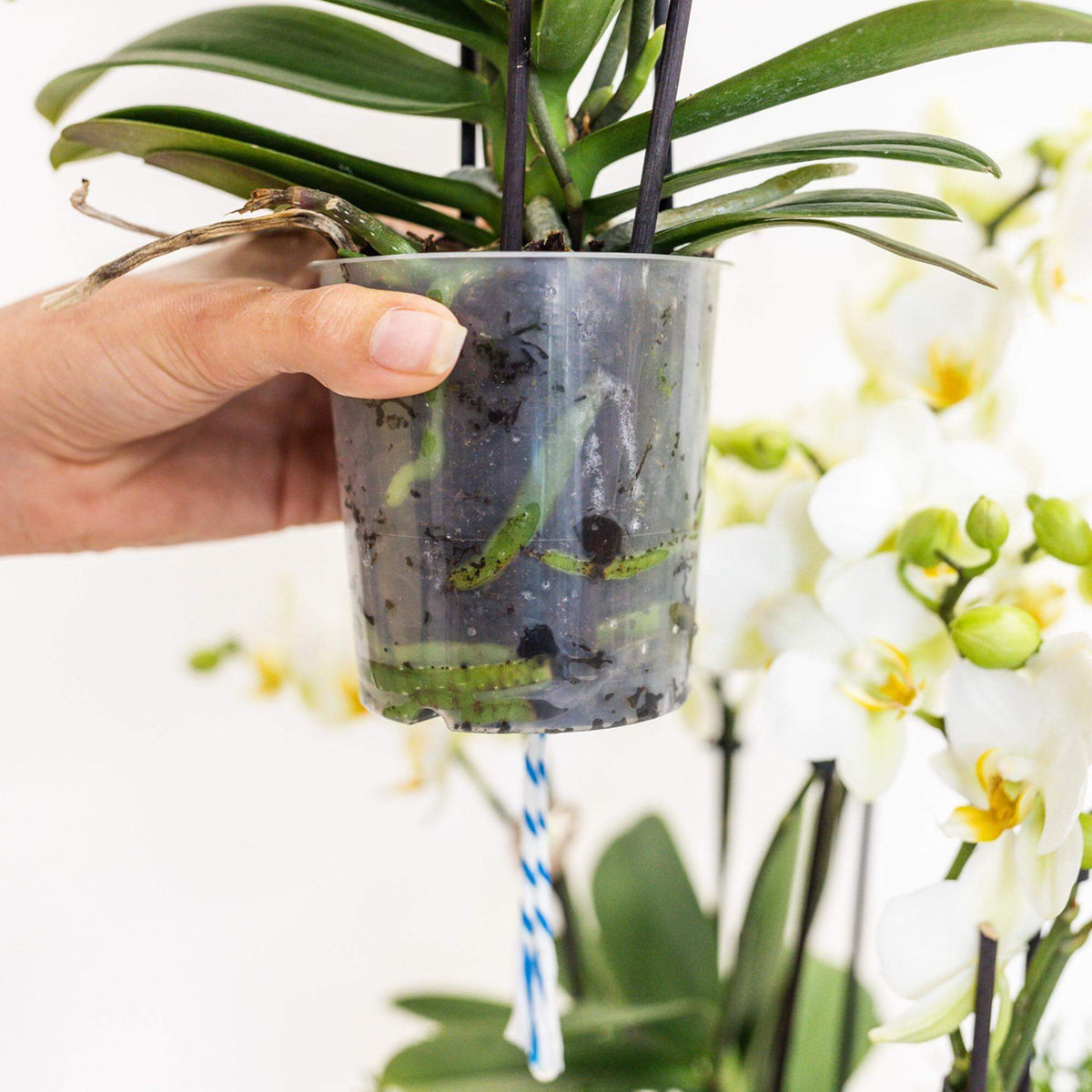 Hand houdt doorzichtige pot met Kolibri witte orchideeën en waterreservoir, met achtergrond van bloeiende planten.