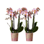 Twee roze Phalaenopsis orchideeën van Kolibri Orchids in potmaat Ø9cm, ideaal voor huiskamer decoratie. COMBI DEAL, vers van de kweker.