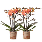 Twee oranje Phalaenopsis orchideeën in Kolibri-potten van 9 cm, perfect als bloeiende kamerplant.